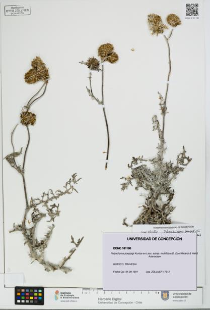 Polyachyrus poeppigii [Espécimen: UDEC:CONC:0181180]