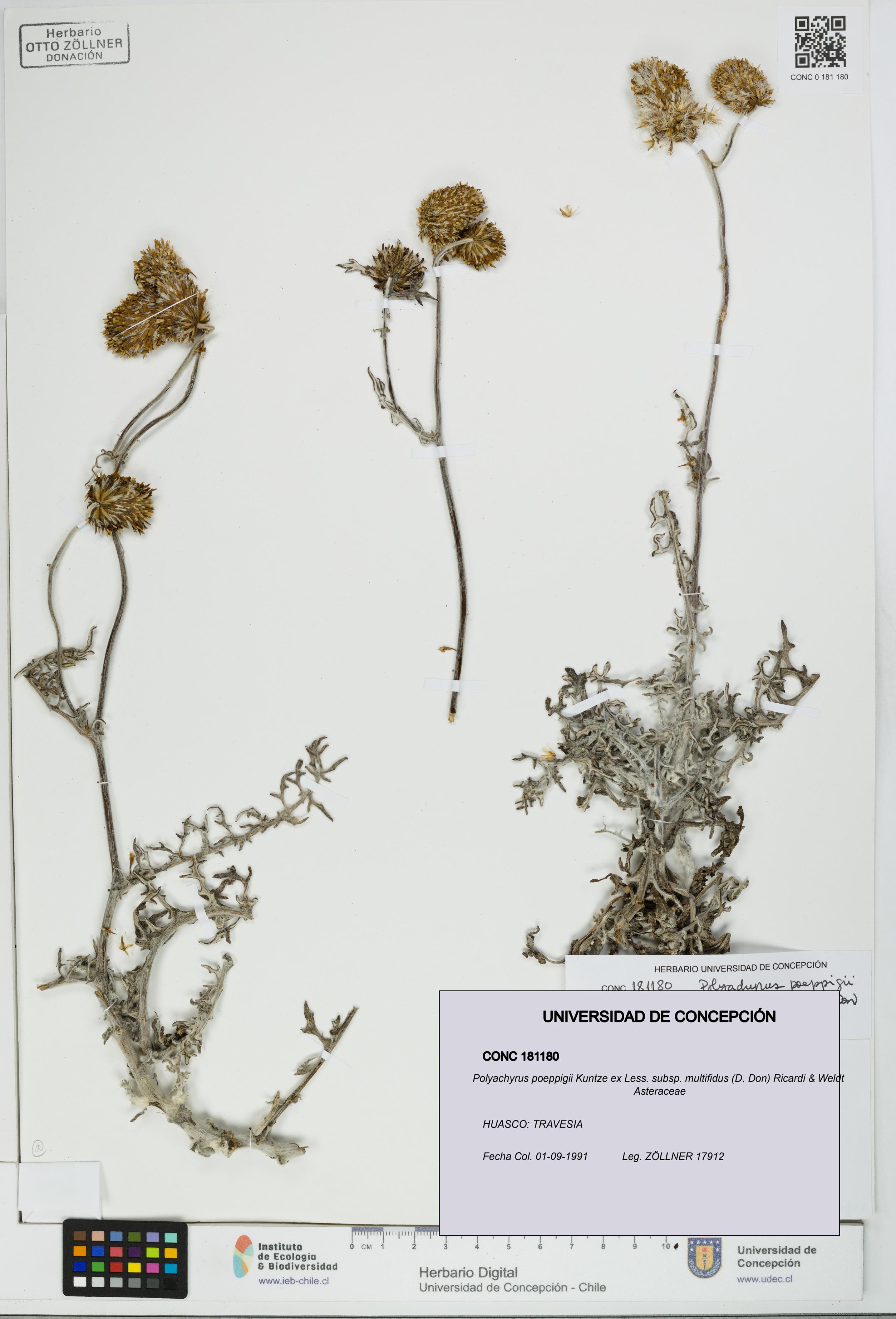 Polyachyrus poeppigii [Espécimen: UDEC:CONC:0181180]