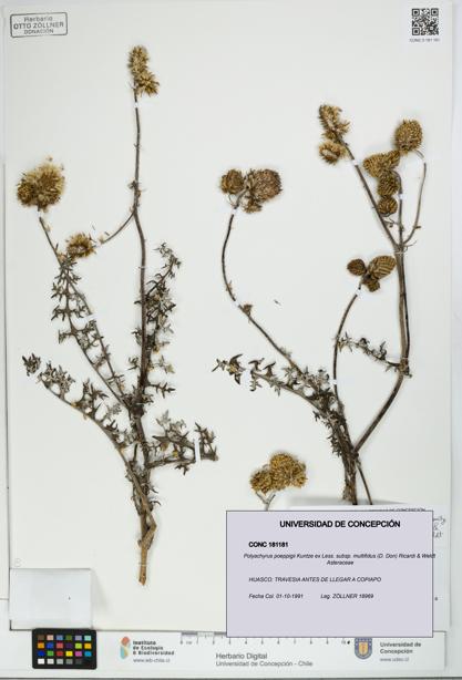 Polyachyrus poeppigii [Espécimen: UDEC:CONC:0181181]