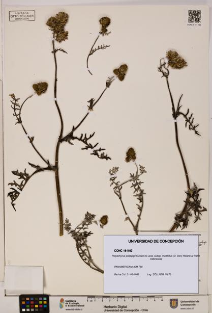 Polyachyrus poeppigii subsp. multifidus [Espécimen: ]