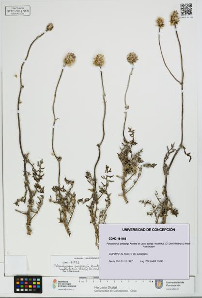 Polyachyrus poeppigii [Espécimen: UDEC:CONC:0181183]