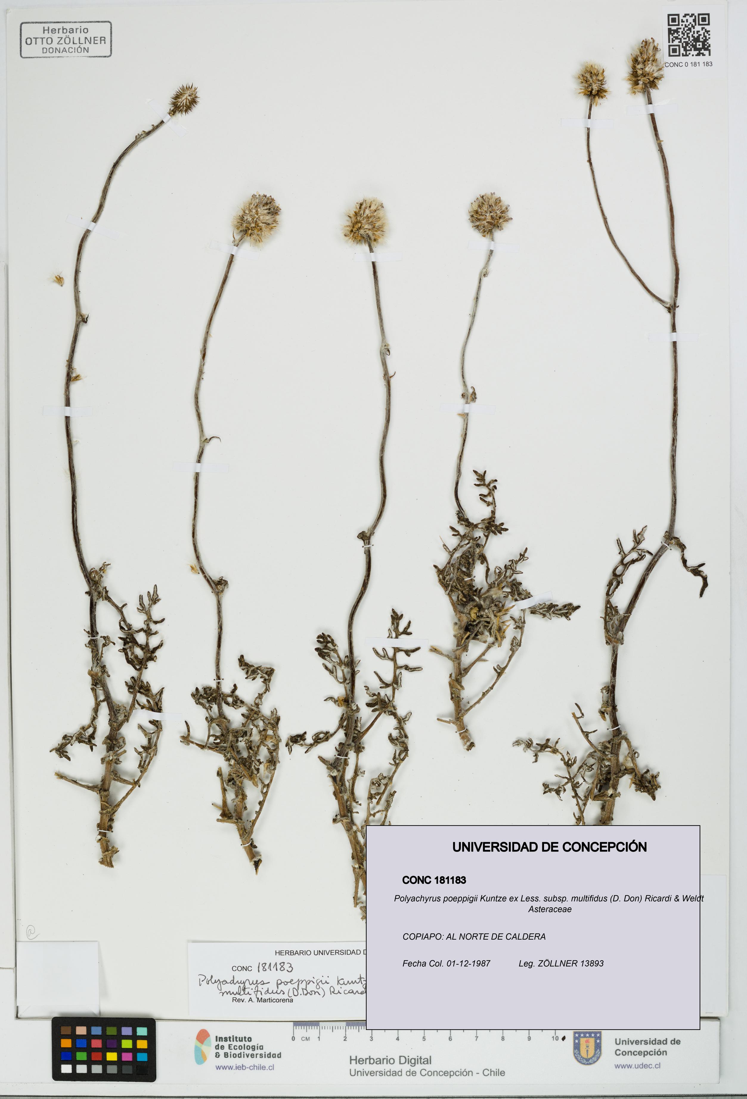 Polyachyrus poeppigii [Espécimen: UDEC:CONC:0181183]