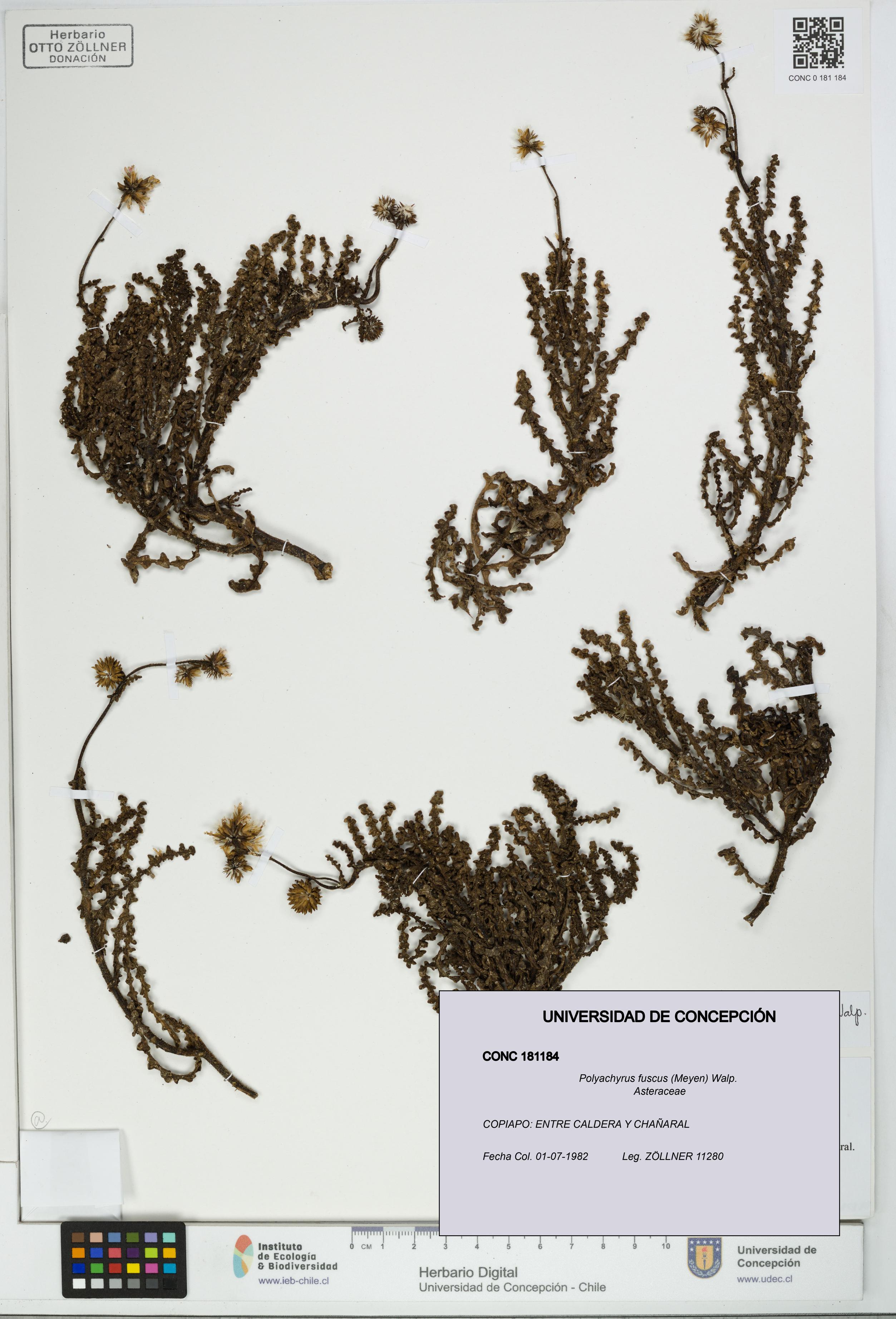 Polyachyrus fuscus [Espécimen: UDEC:CONC:0181184]