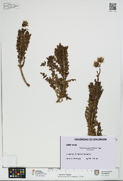 Polyachyrus fuscus [Espécimen: UDEC:CONC:0181185]