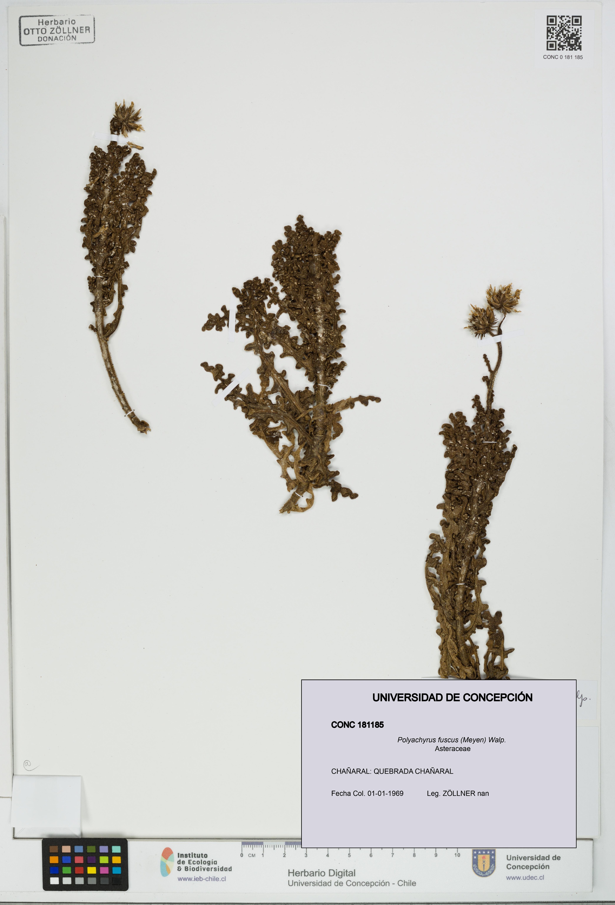 Polyachyrus fuscus [Espécimen: UDEC:CONC:0181185]