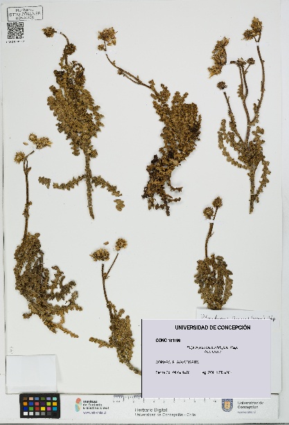 Polyachyrus fuscus [Espécimen: UDEC:CONC:0181186]