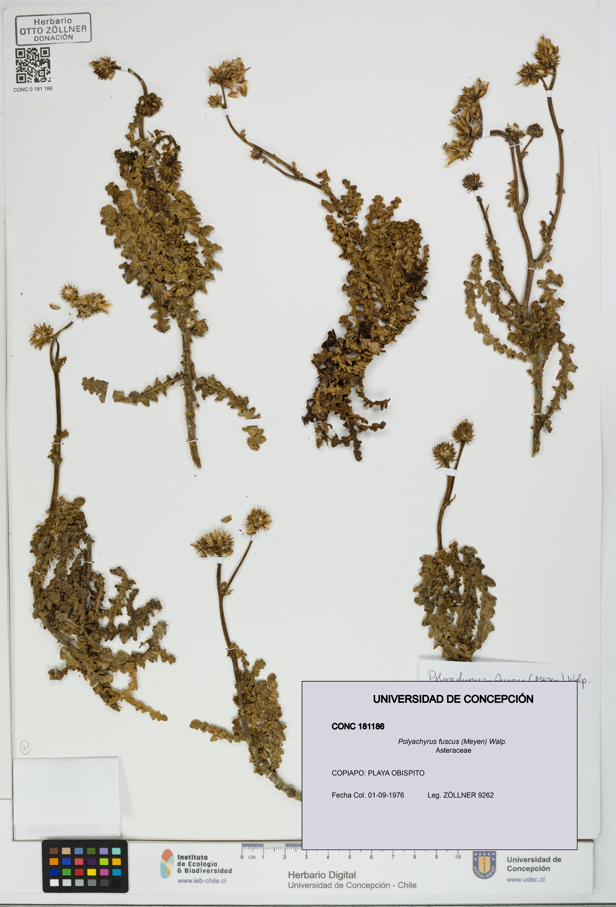 Polyachyrus fuscus [Espécimen: UDEC:CONC:0181186]
