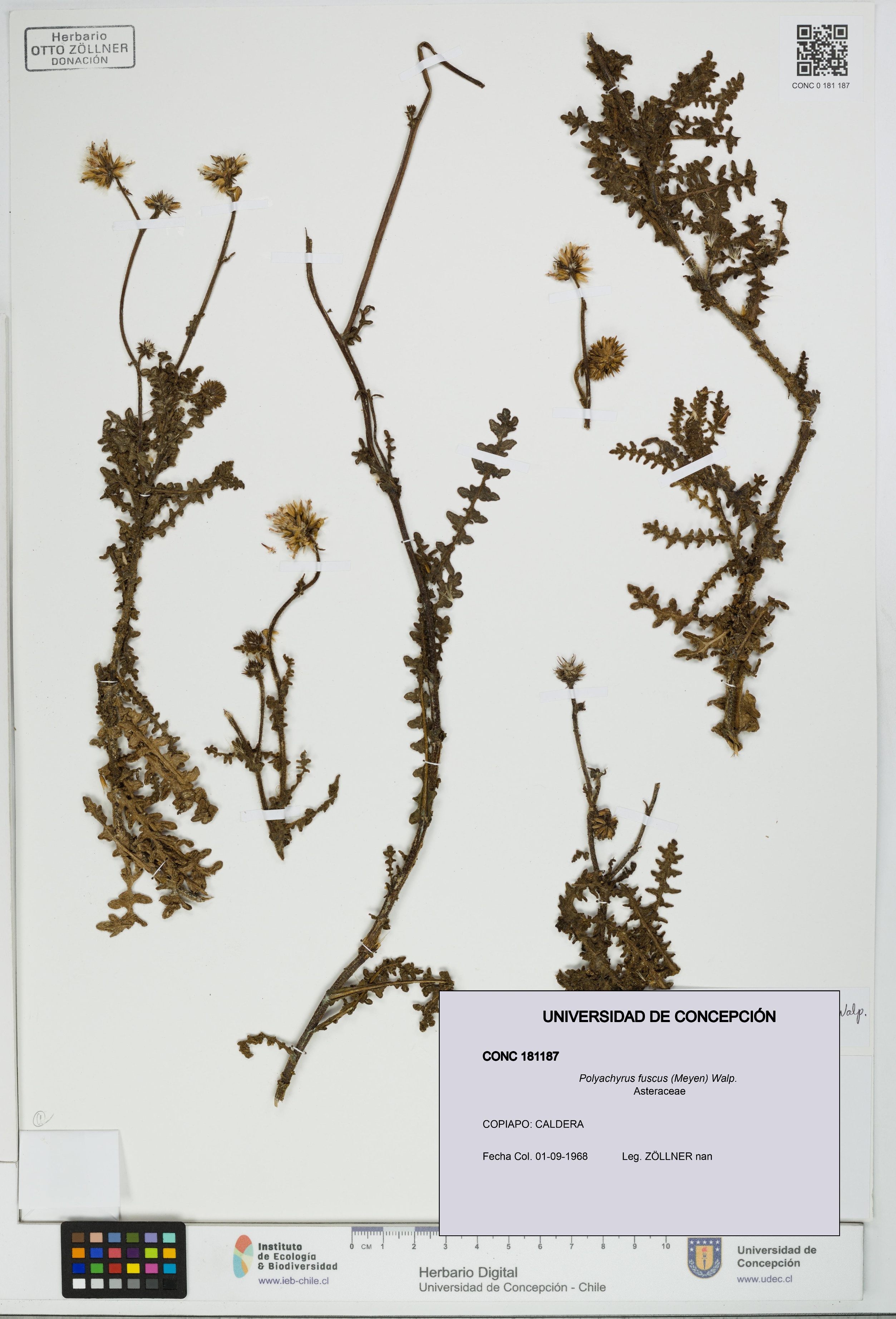 Polyachyrus fuscus [Espécimen: UDEC:CONC:0181187]