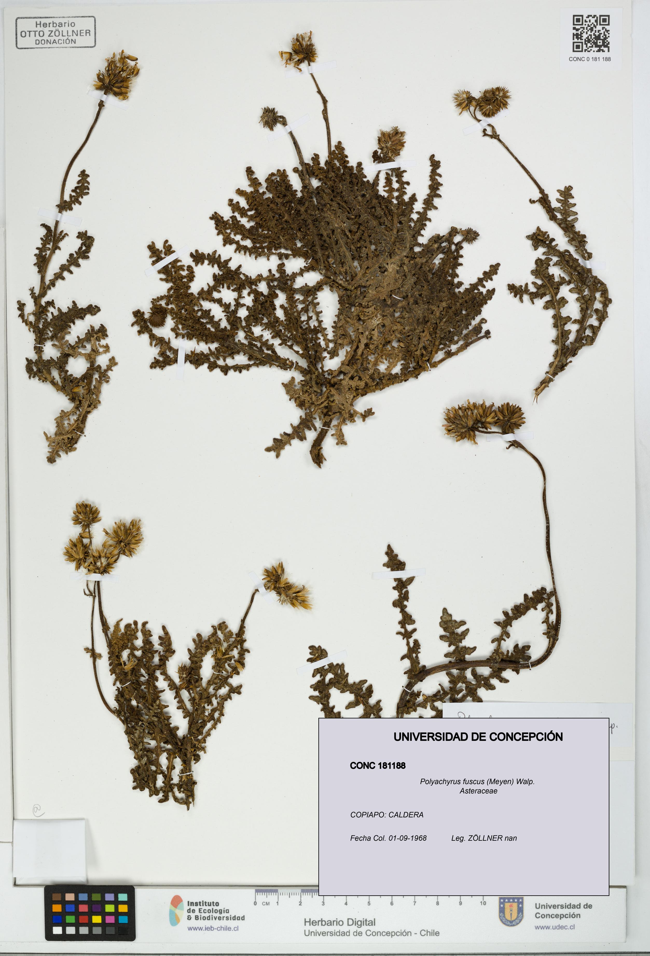 Polyachyrus fuscus [Espécimen: UDEC:CONC:0181188]