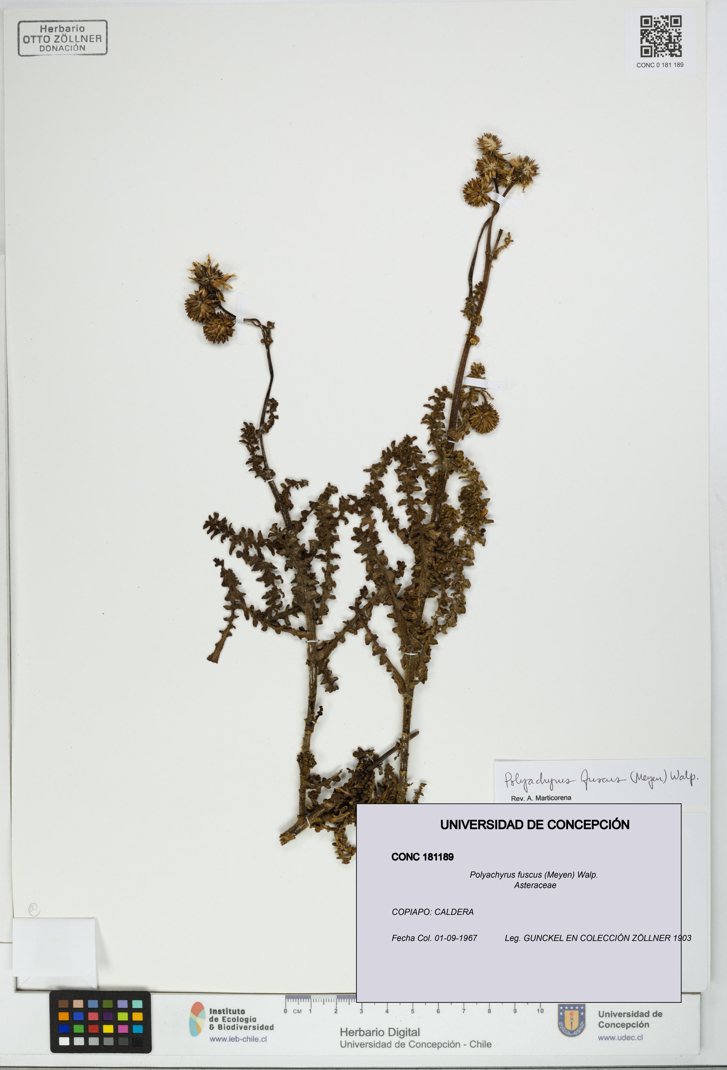 Polyachyrus fuscus [Espécimen: UDEC:CONC:0181189]