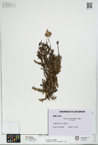 Polyachyrus fuscus [Espécimen: UDEC:CONC:0181190]