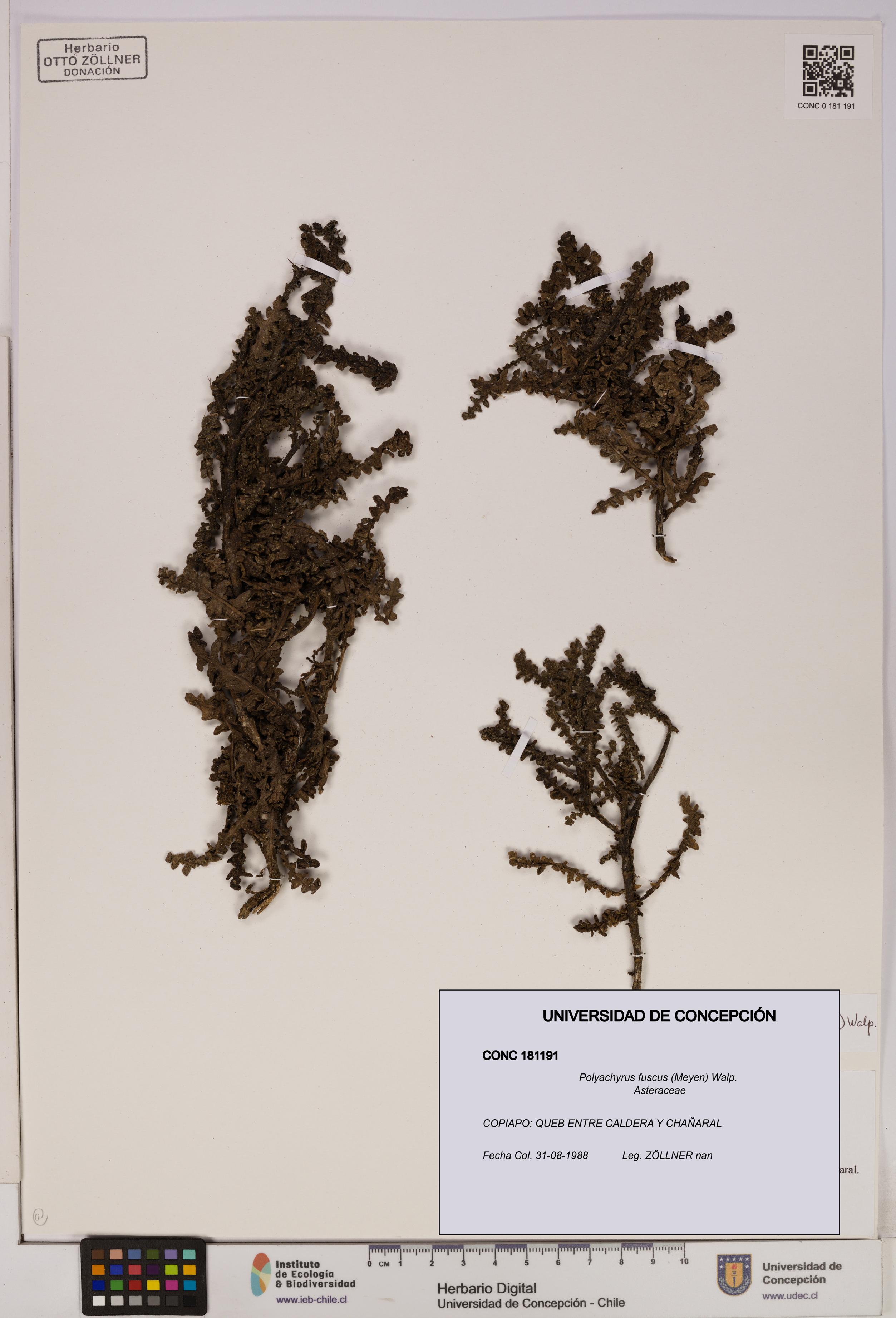 Polyachyrus fuscus [Espécimen: UDEC:CONC:0181191]