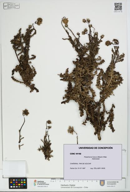 Polyachyrus fuscus [Espécimen: UDEC:CONC:0181192]