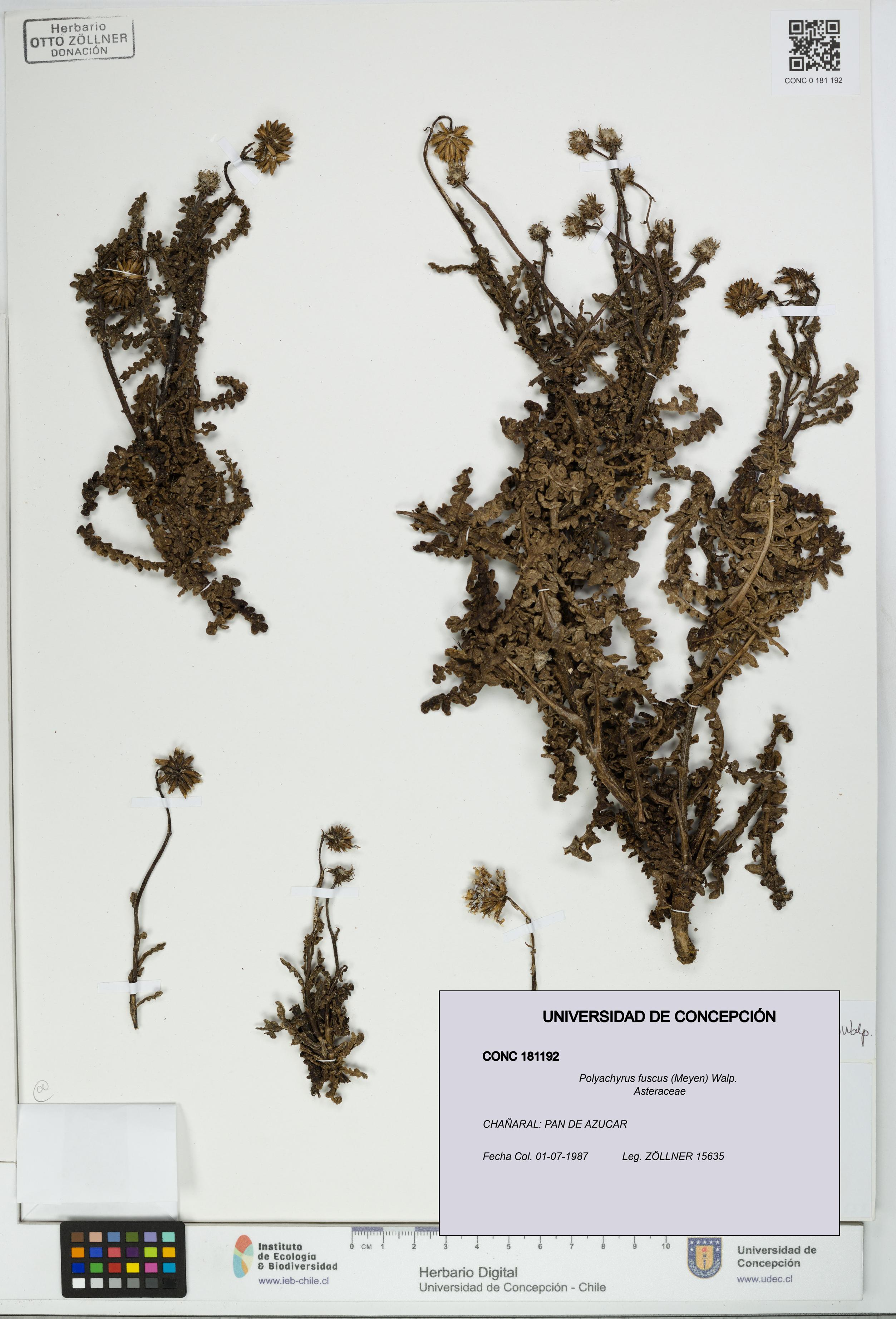 Polyachyrus fuscus [Espécimen: UDEC:CONC:0181192]