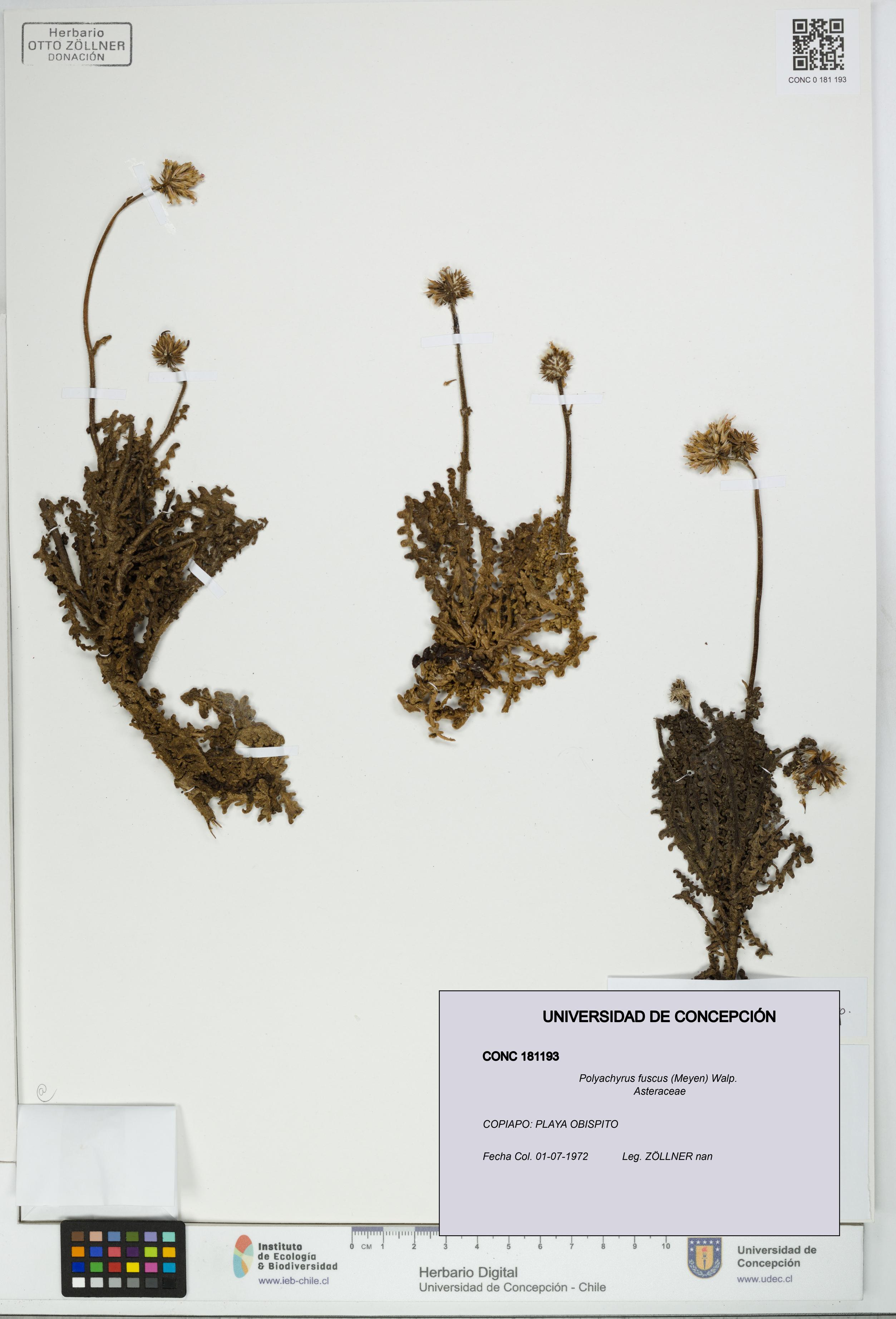 Polyachyrus fuscus [Espécimen: UDEC:CONC:0181193]