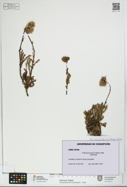Polyachyrus fuscus [Espécimen: UDEC:CONC:0181194]