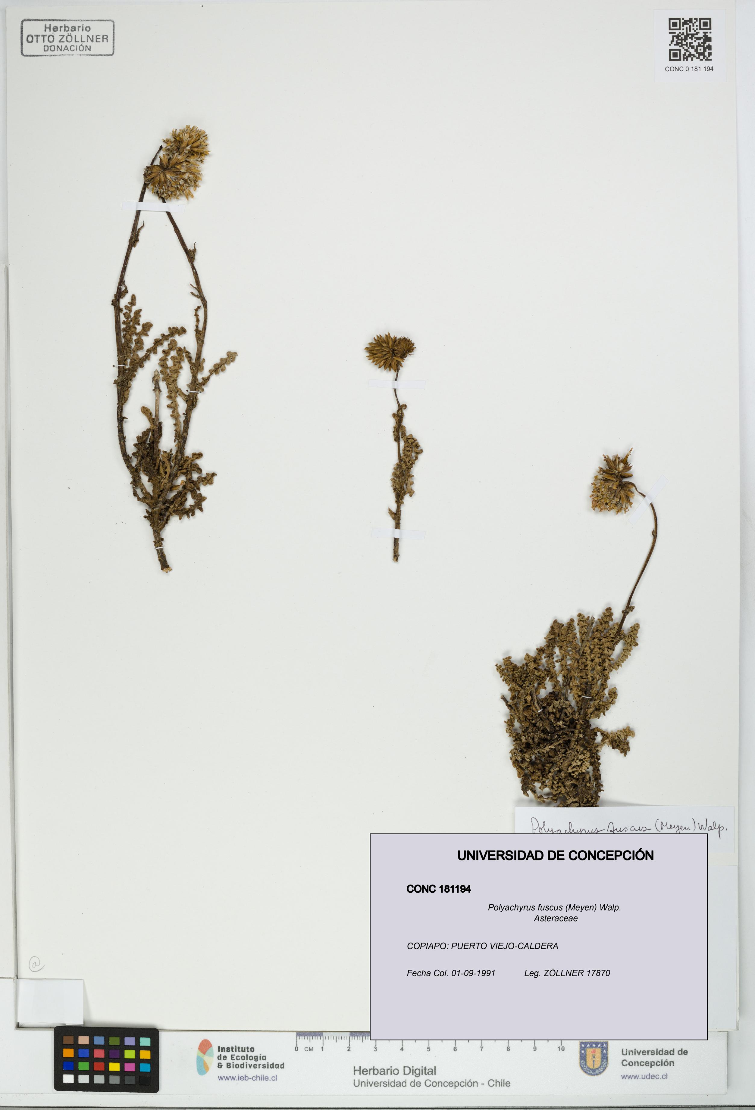 Polyachyrus fuscus [Espécimen: UDEC:CONC:0181194]
