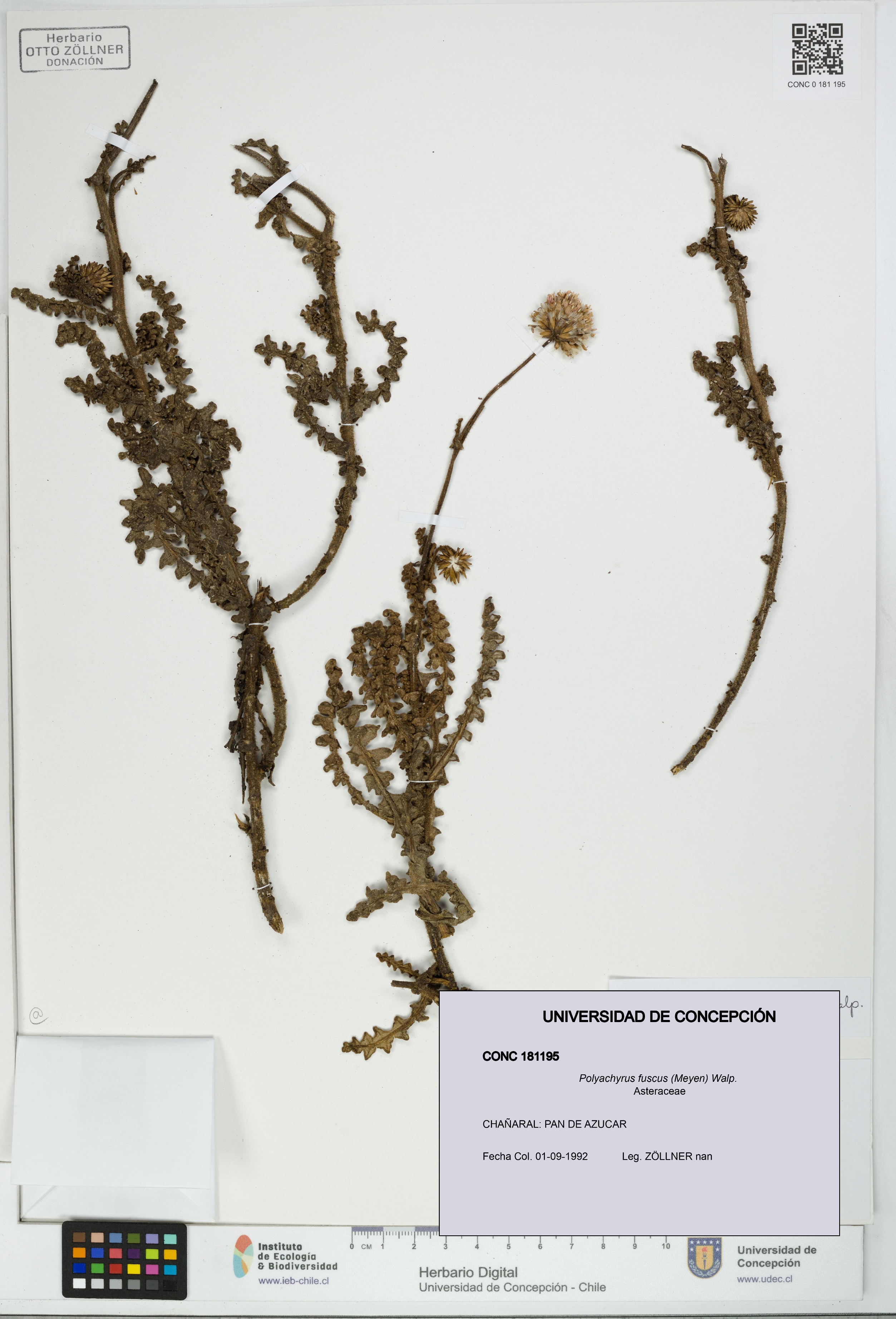 Polyachyrus fuscus [Espécimen: UDEC:CONC:0181195]