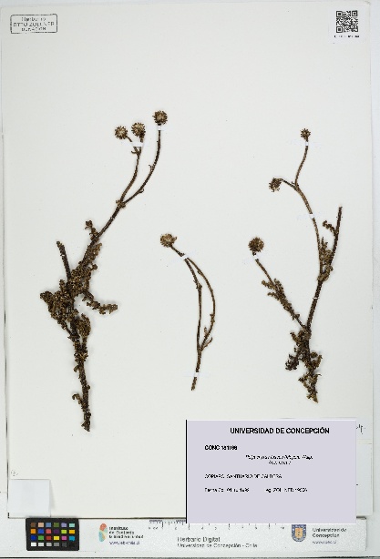 Polyachyrus fuscus [Espécimen: UDEC:CONC:0181196]