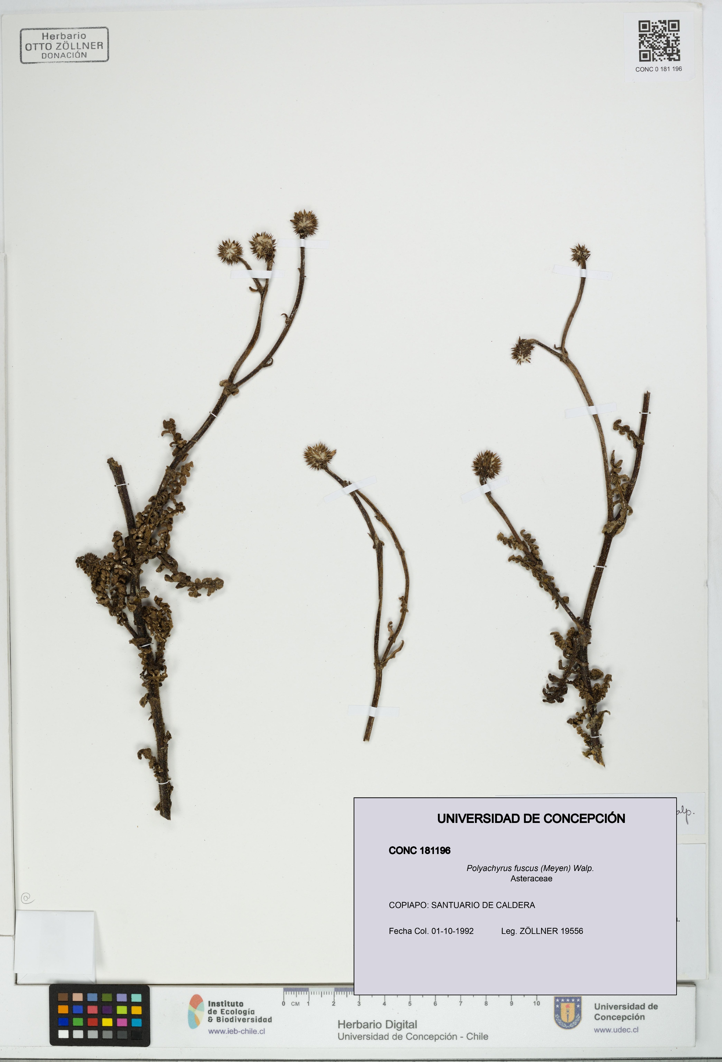 Polyachyrus fuscus [Espécimen: UDEC:CONC:0181196]