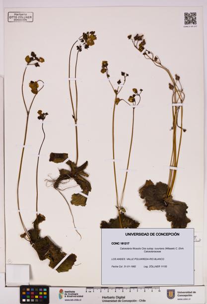 Calceolaria filicaulis [Espécimen: UDEC:CONC:0181217]
