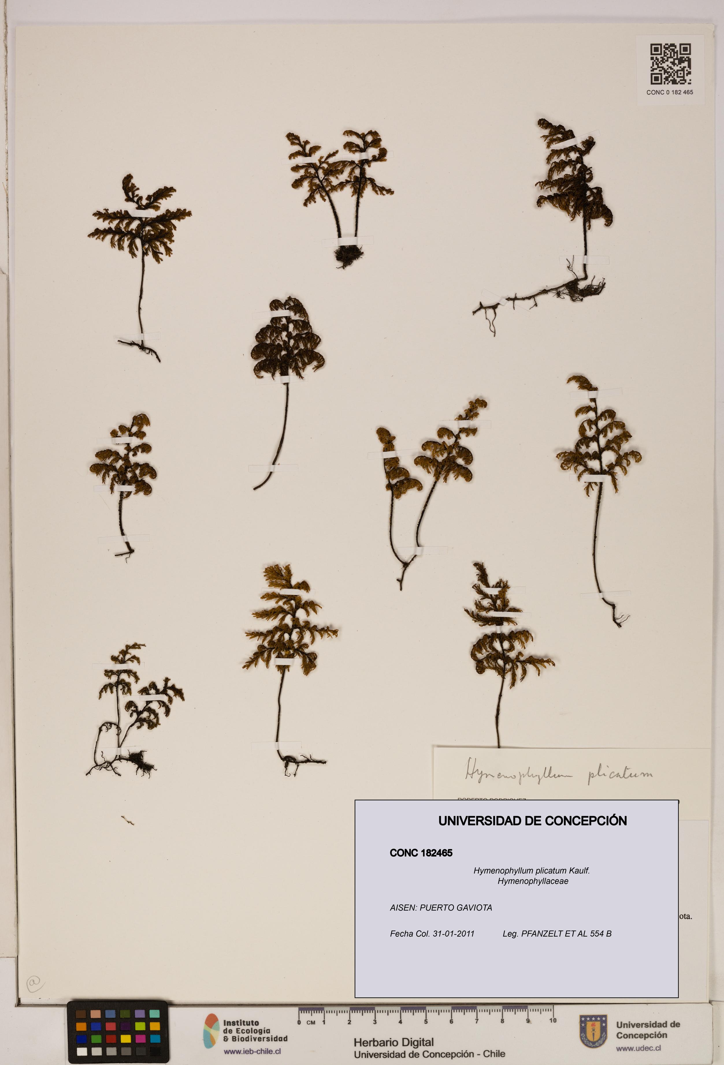 Hymenophyllum plicatum [Espécimen: ]