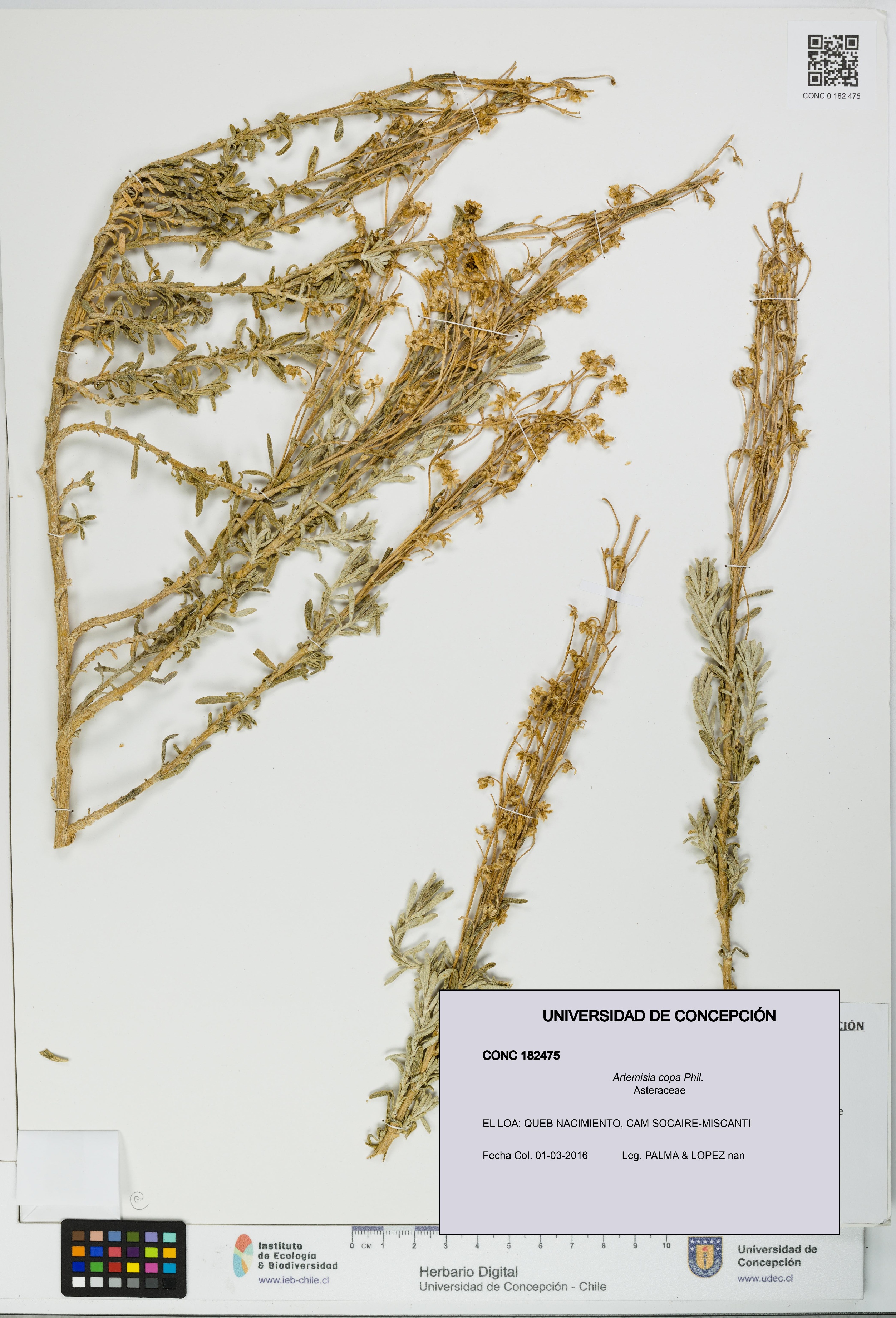 Artemisia copa [Espécimen: UDEC:CONC:0182475]