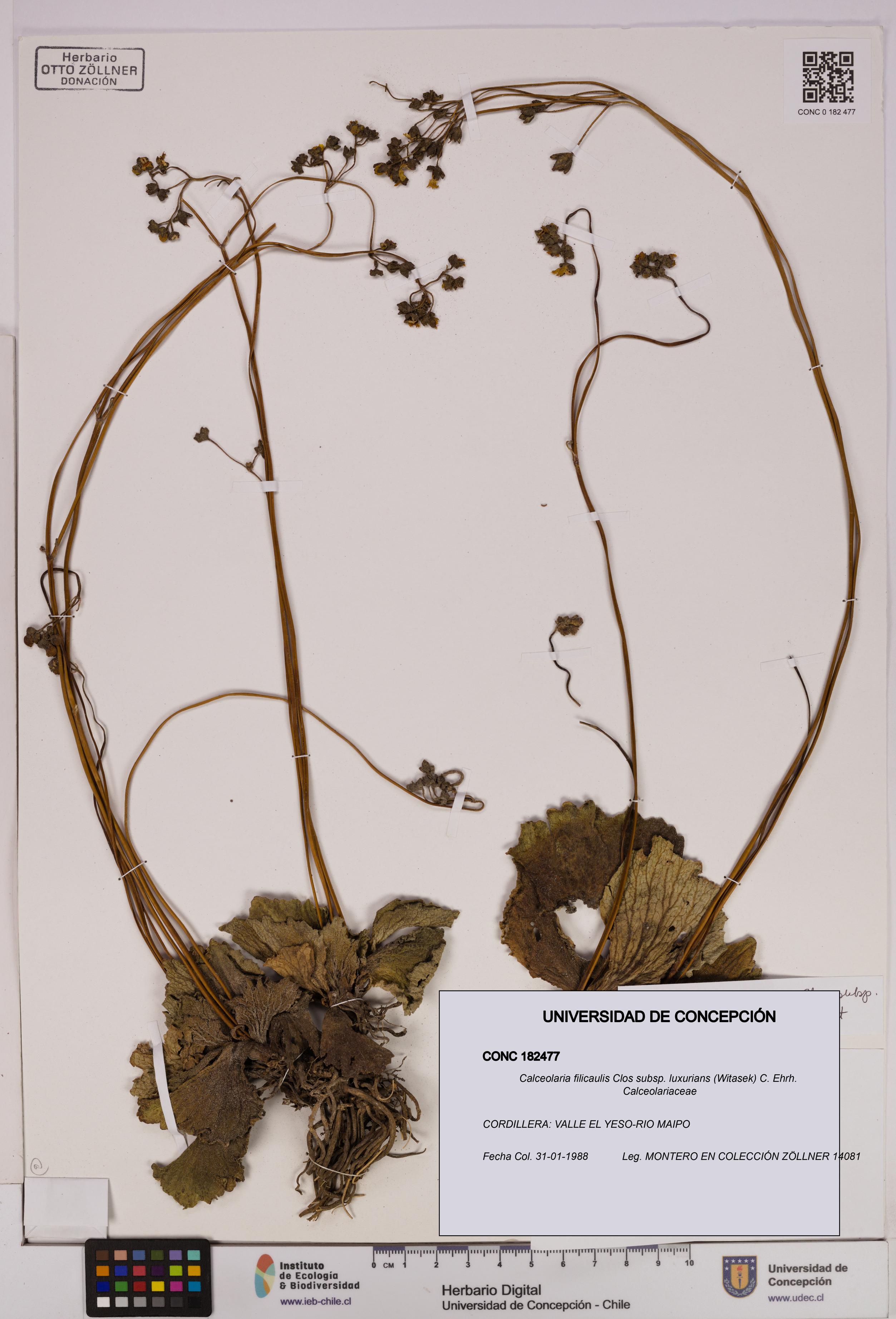Calceolaria filicaulis [Espécimen: UDEC:CONC:0182477]