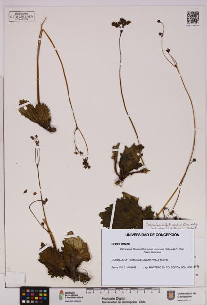 Calceolaria filicaulis [Espécimen: UDEC:CONC:0182478]