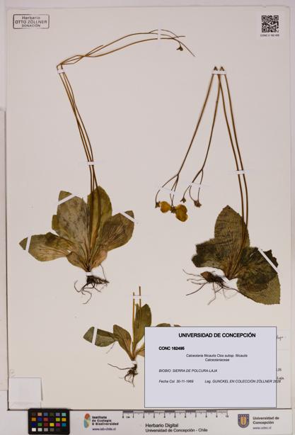 Calceolaria filicaulis subsp. filicaulis [Espécimen: UDEC:CONC:0182495]