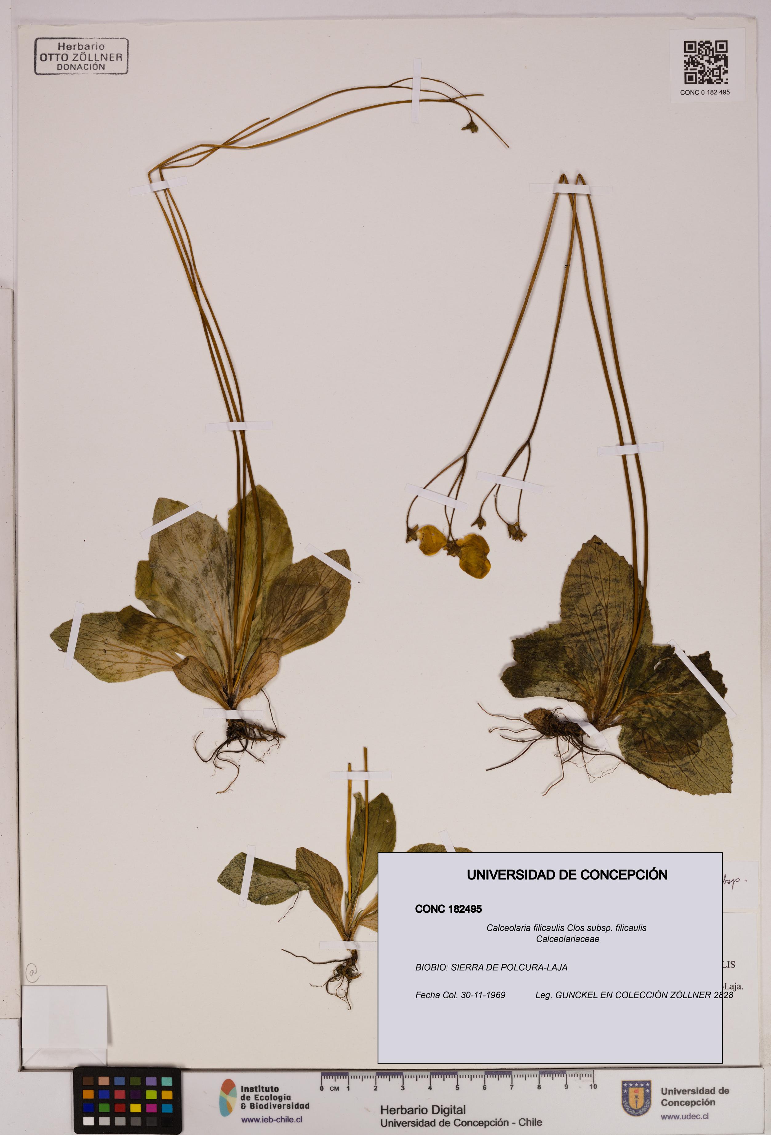 Calceolaria filicaulis subsp. filicaulis [Espécimen: UDEC:CONC:0182495]