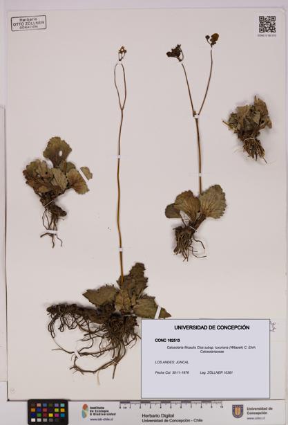 Calceolaria filicaulis [Espécimen: UDEC:CONC:0182513]