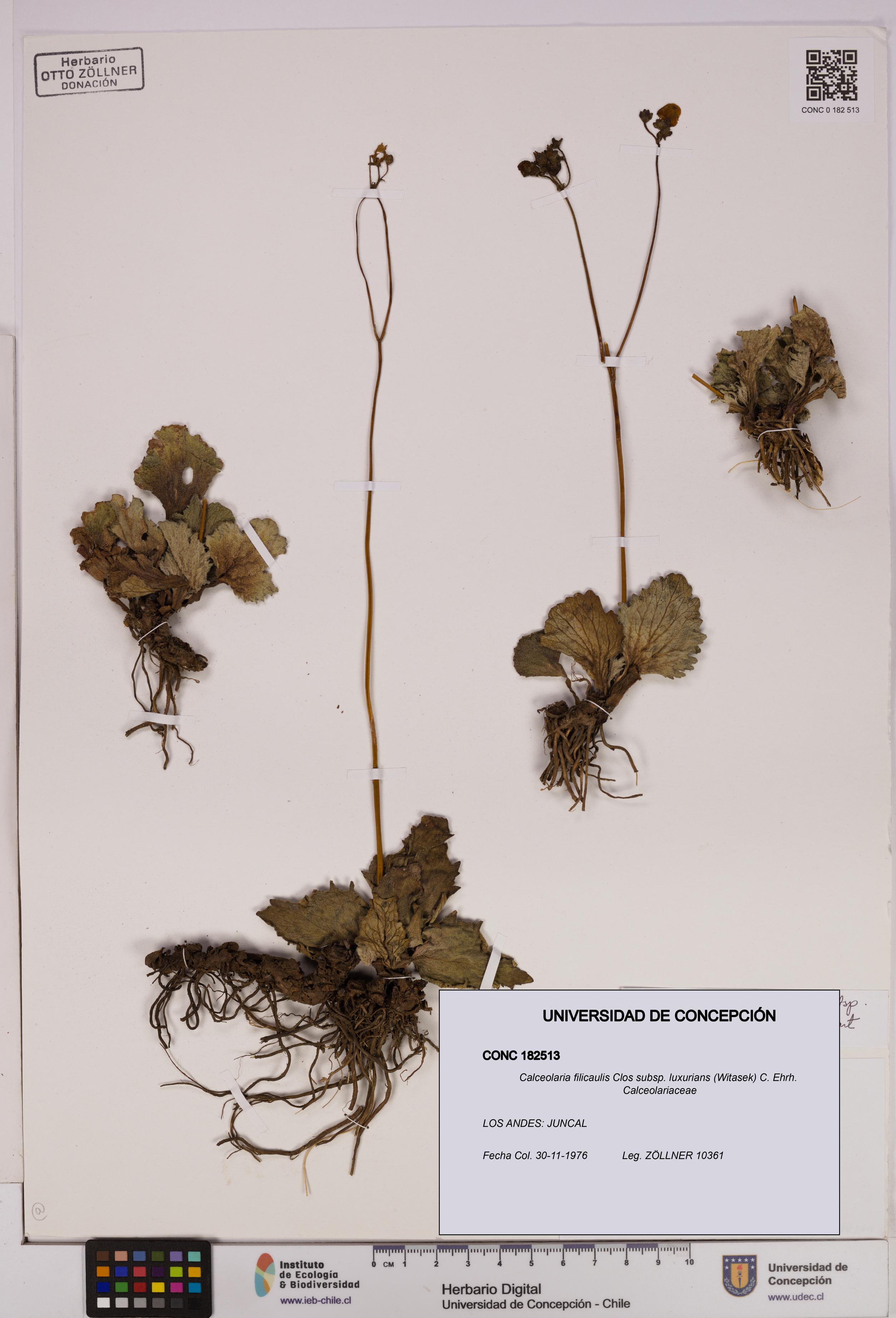 Calceolaria filicaulis [Espécimen: UDEC:CONC:0182513]