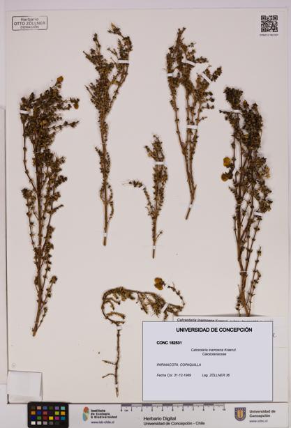 Calceolaria inamoena [Espécimen: UDEC:CONC:0182531]