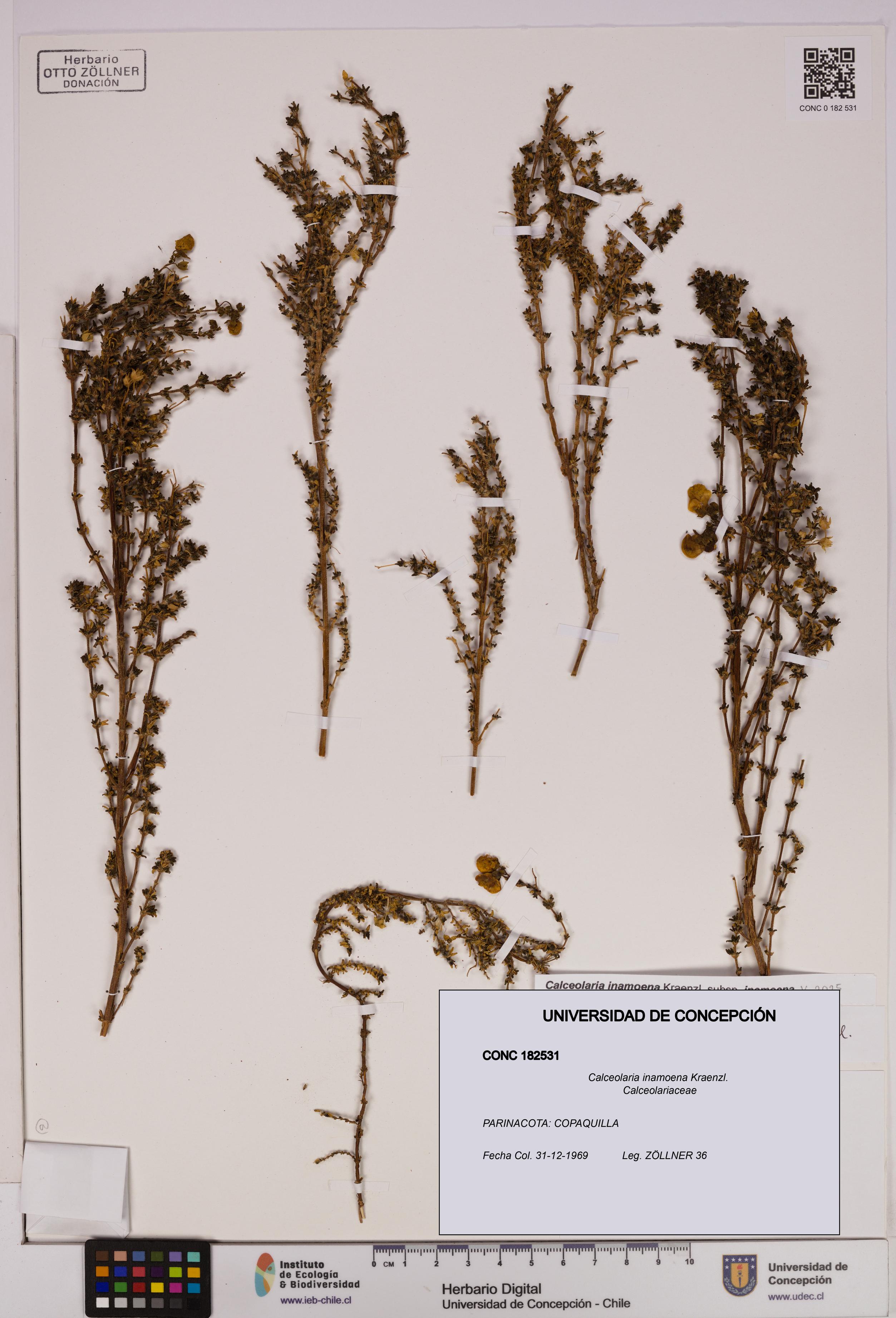 Calceolaria inamoena [Espécimen: UDEC:CONC:0182531]
