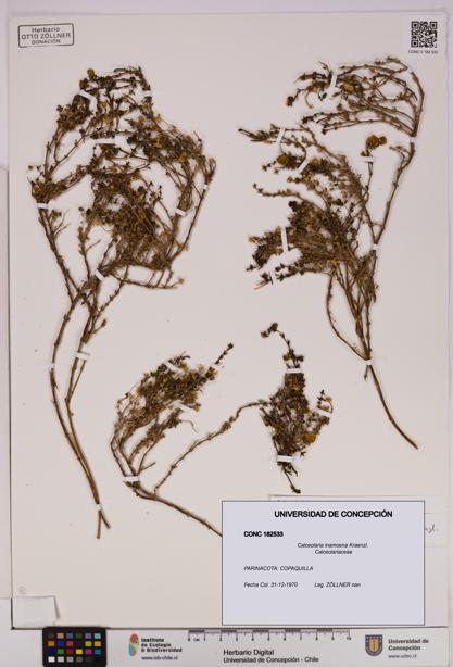 Calceolaria inamoena [Espécimen: UDEC:CONC:0182533]