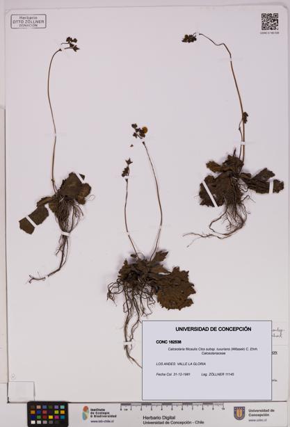 Calceolaria filicaulis [Espécimen: UDEC:CONC:0182538]