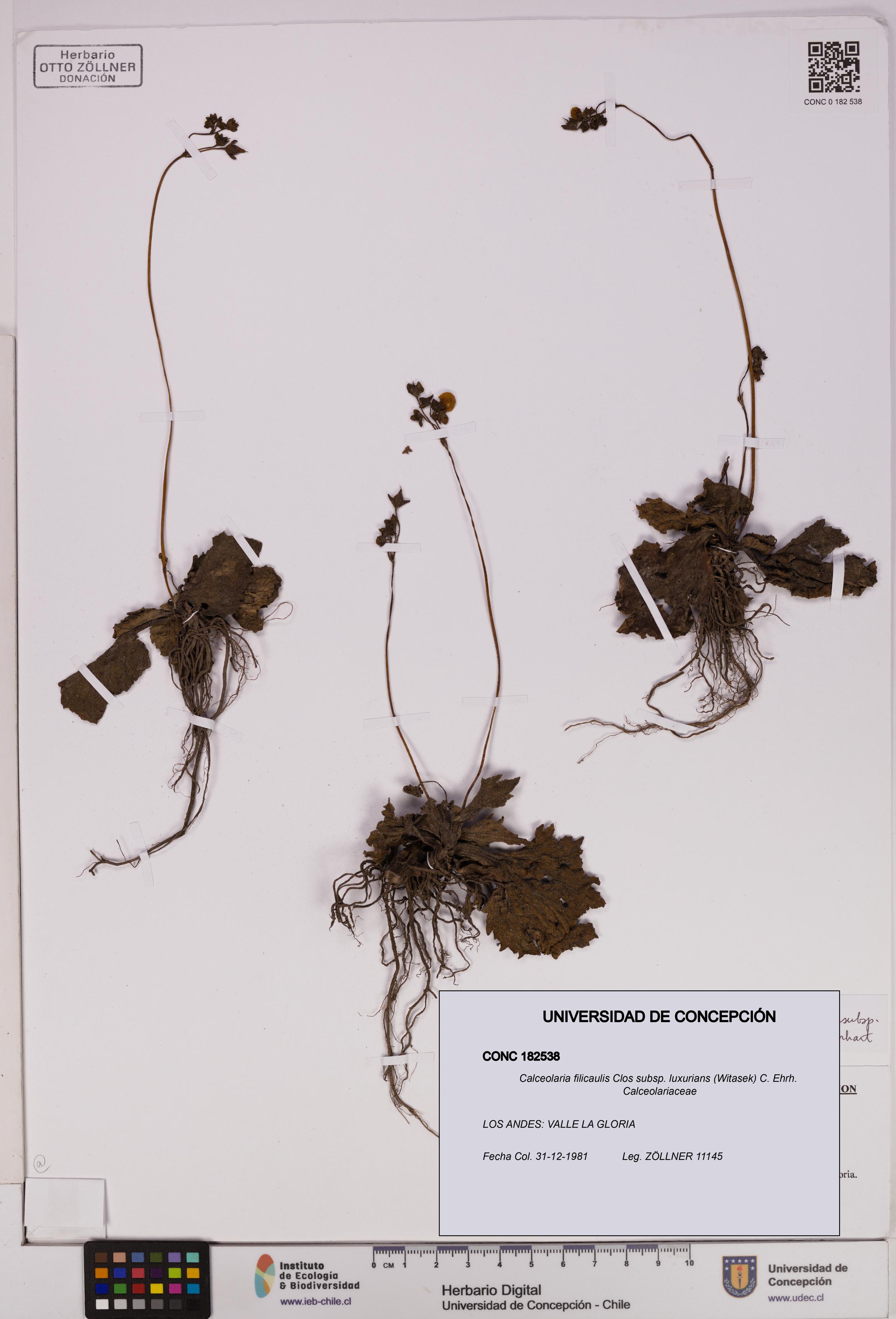Calceolaria filicaulis [Espécimen: UDEC:CONC:0182538]