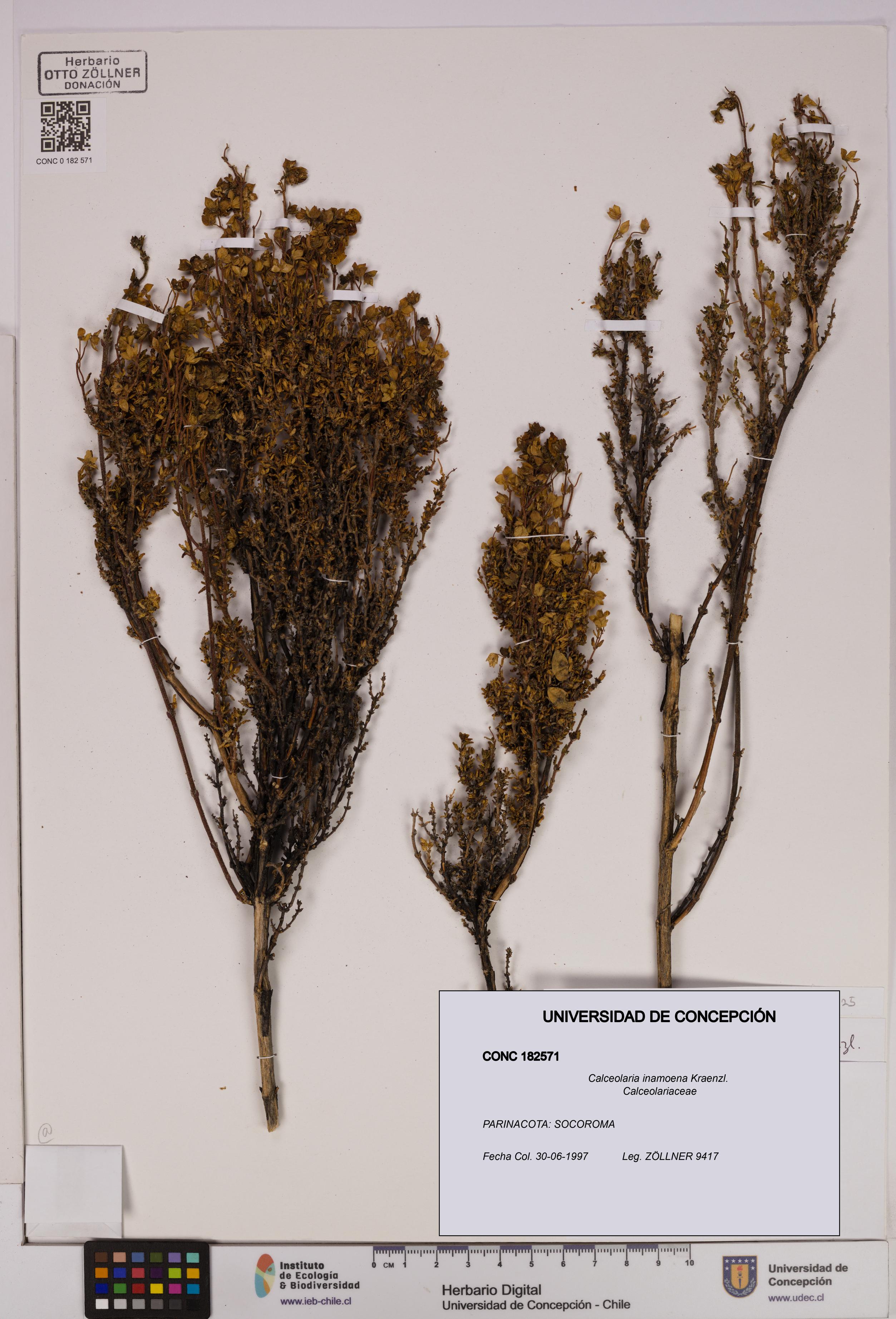 Calceolaria inamoena [Espécimen: UDEC:CONC:0182571]