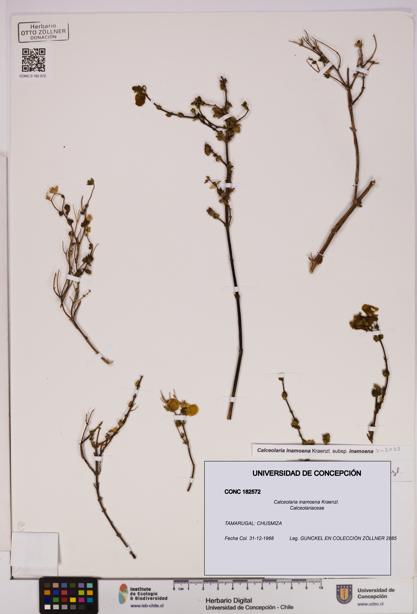 Calceolaria inamoena [Espécimen: UDEC:CONC:0182572]
