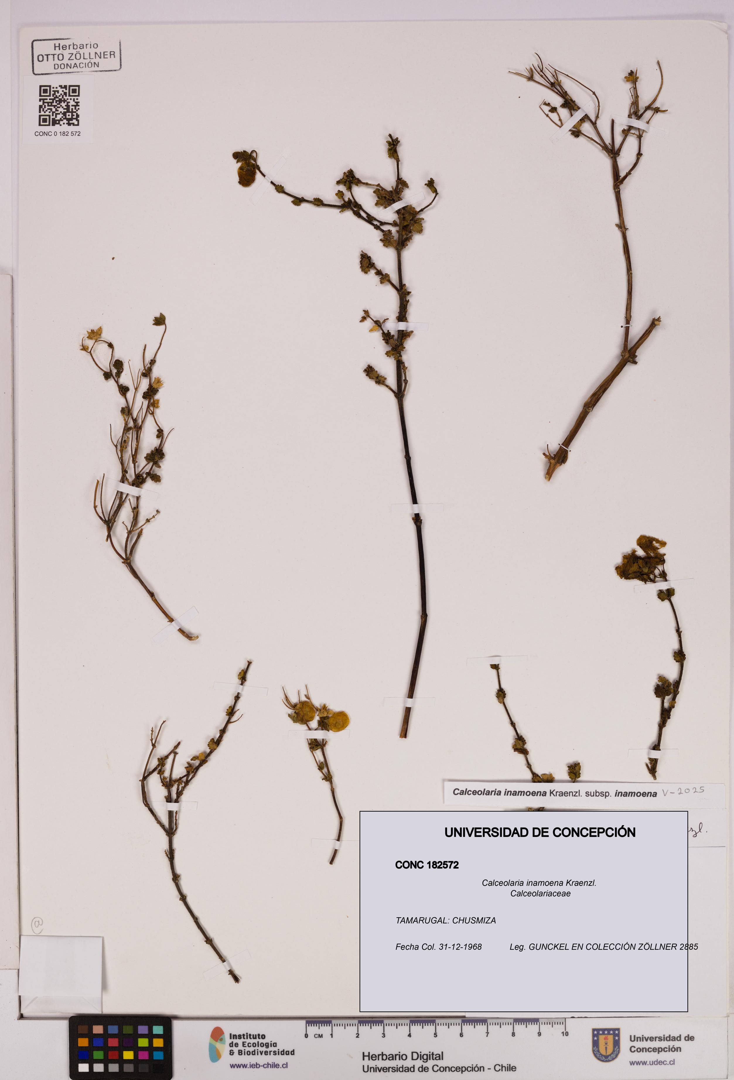 Calceolaria inamoena [Espécimen: UDEC:CONC:0182572]