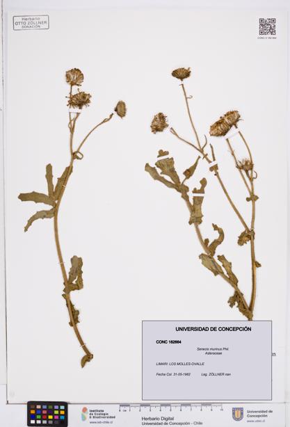 Senecio murinus [Espécimen: ]
