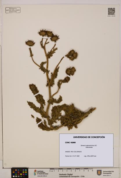 Senecio adenotrichius [Espécimen: UDEC:CONC:0182665]