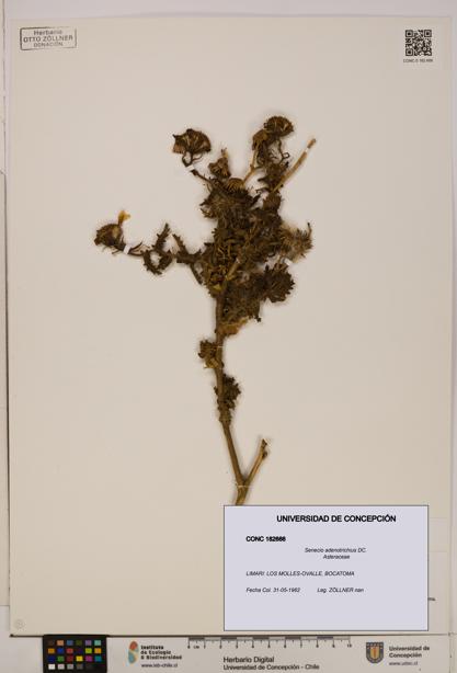 Senecio adenotrichius [Espécimen: UDEC:CONC:0182666]
