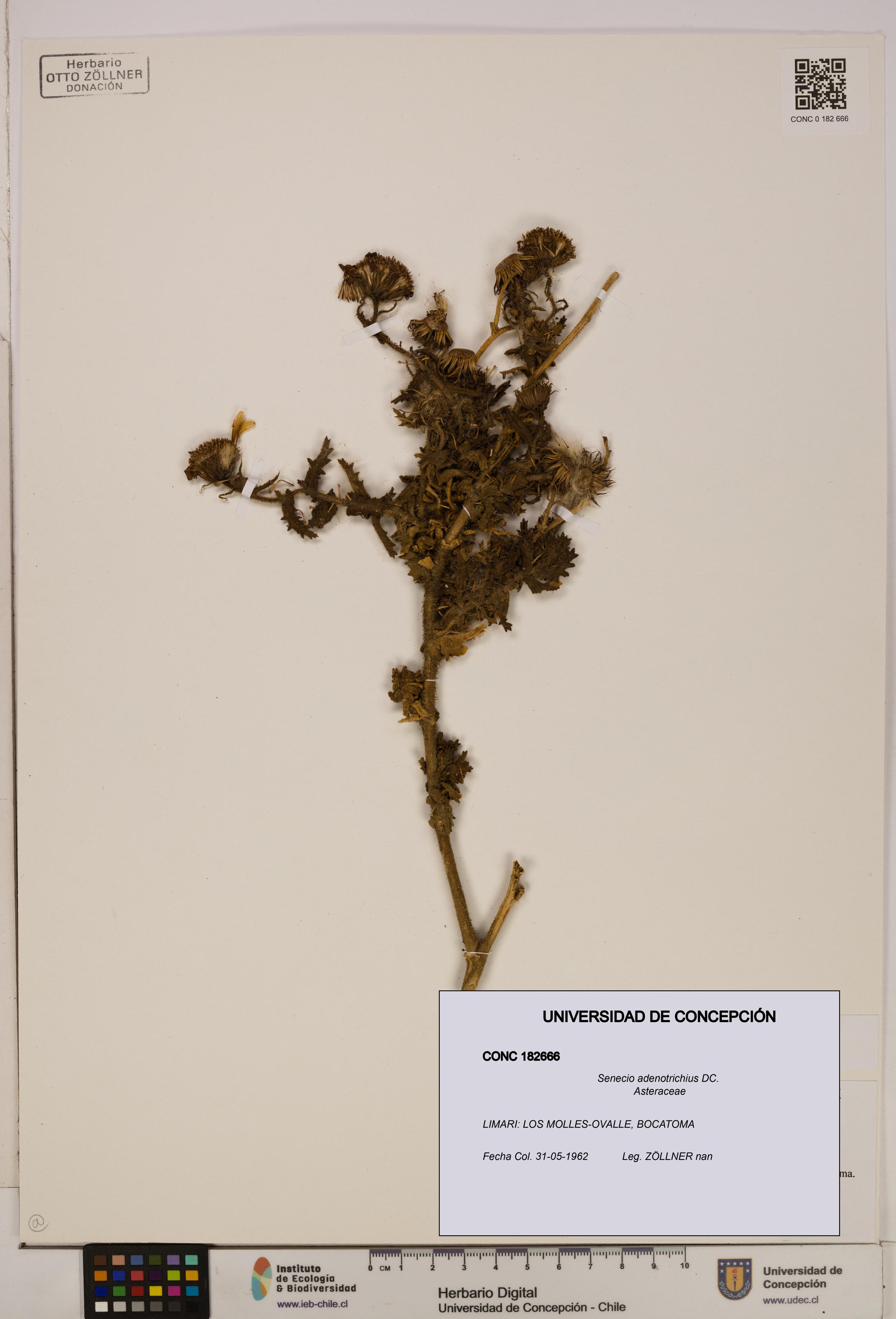 Senecio adenotrichius [Espécimen: UDEC:CONC:0182666]