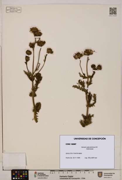 Senecio adenotrichius [Espécimen: UDEC:CONC:0182667]