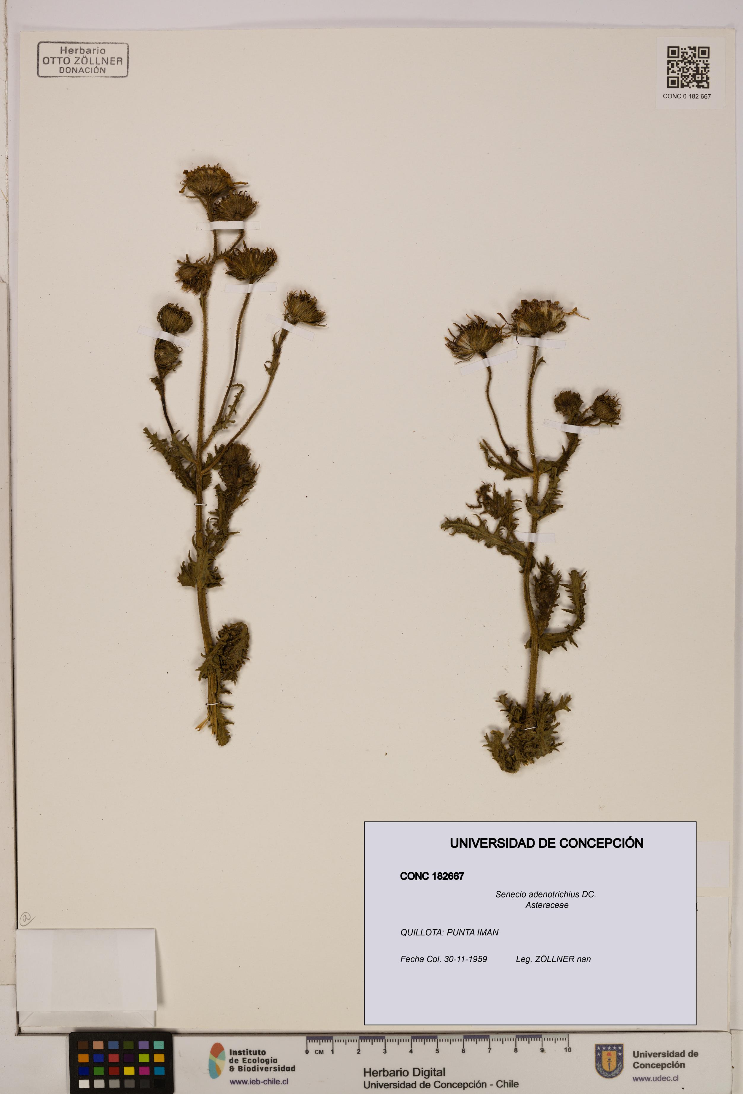 Senecio adenotrichius [Espécimen: UDEC:CONC:0182667]