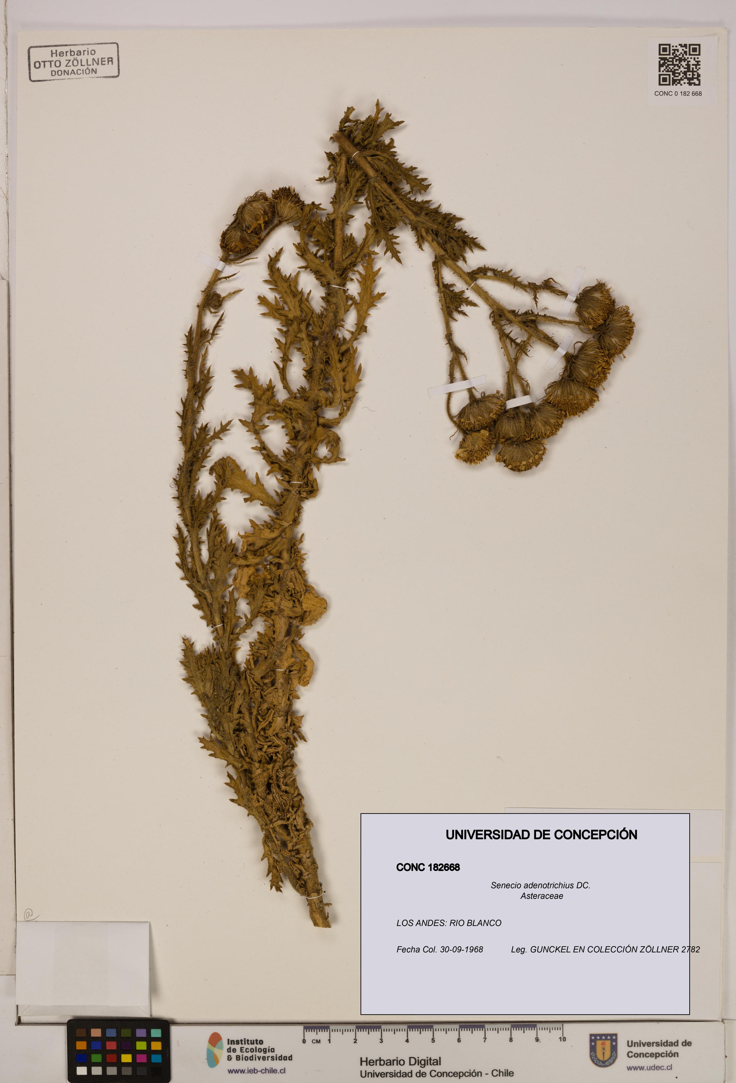 Senecio adenotrichius [Espécimen: UDEC:CONC:0182668]
