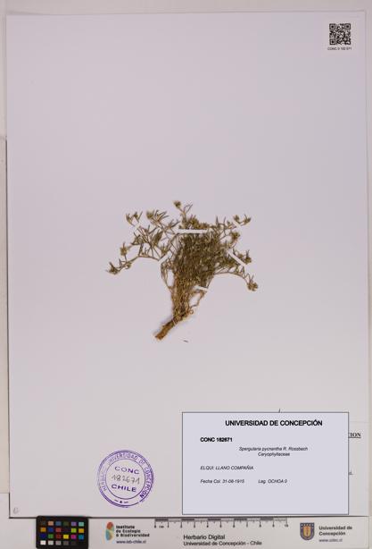 Spergularia pycnantha [Espécimen: UDEC:CONC:0182671]