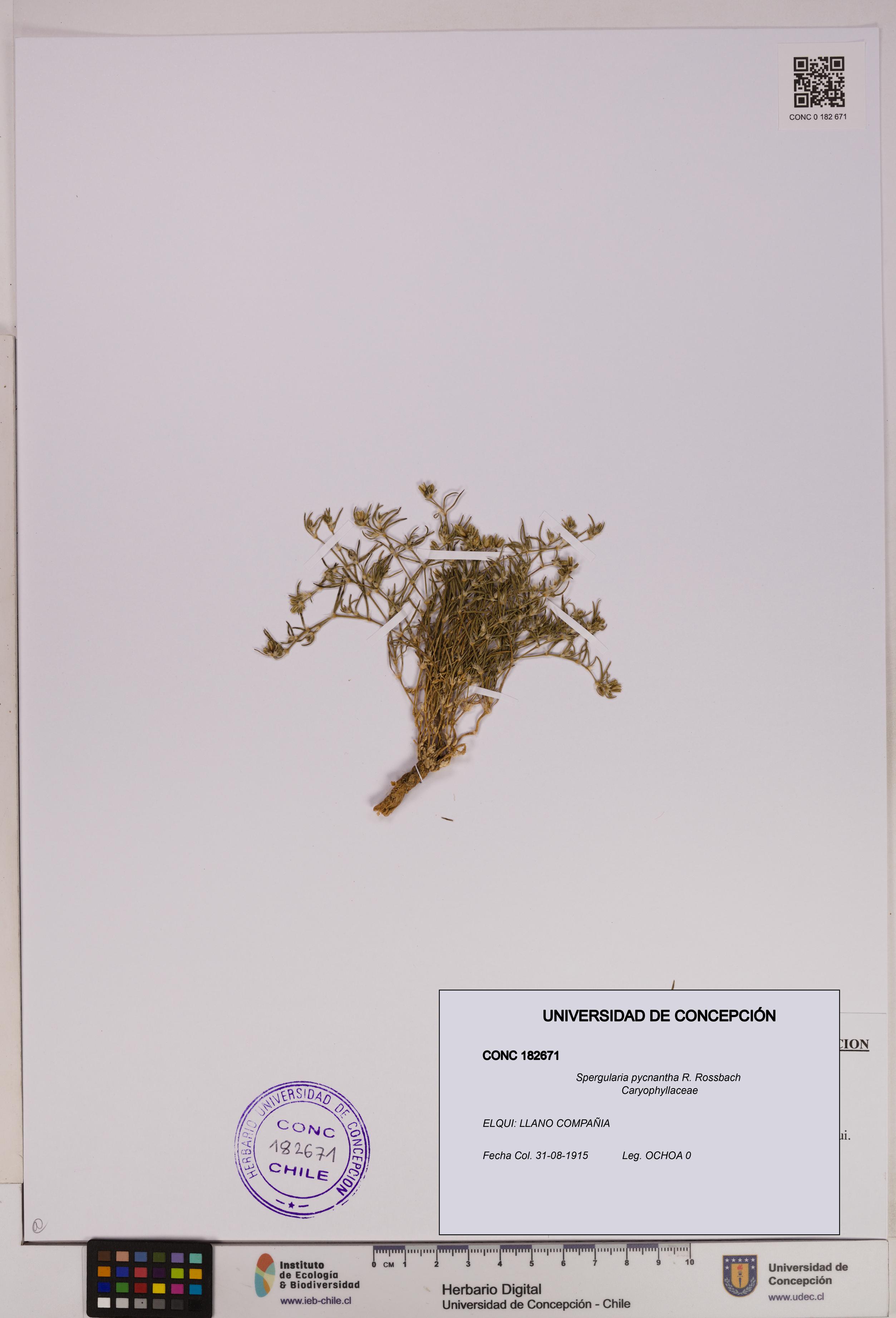 Spergularia pycnantha [Espécimen: UDEC:CONC:0182671]